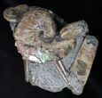 Three Hoploscaphites Ammonites + Baculites #6133-3